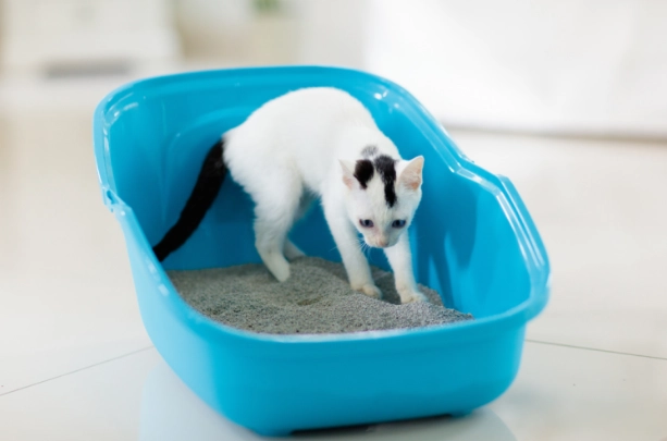 how to litter train a cat