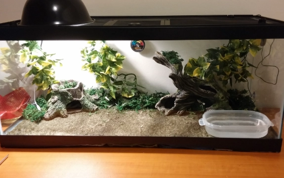 reptile habitat setup
