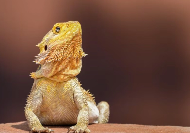 bearded dragon care sheet