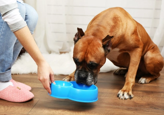 beginner pet care tips