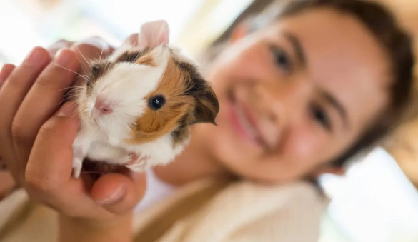 best handled small pets