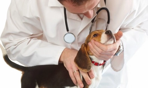 common dog health problems