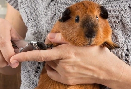 guinea pig health