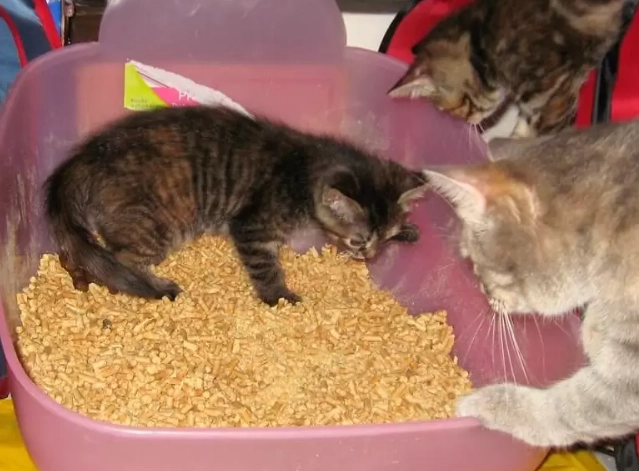 train cat to use litter box