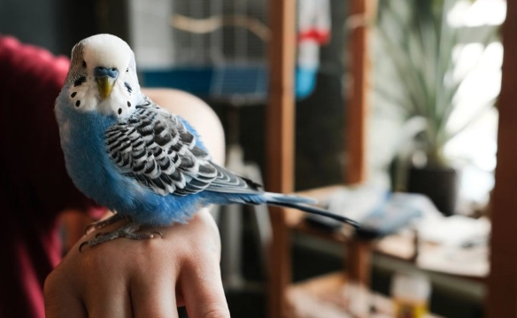 What small pets like to be handled