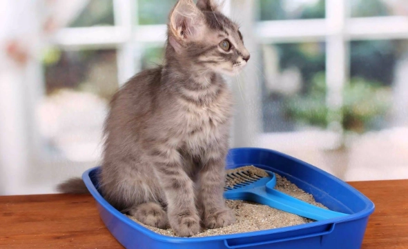 train cat to use litter box