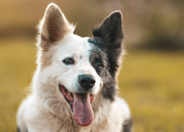 canine health issues