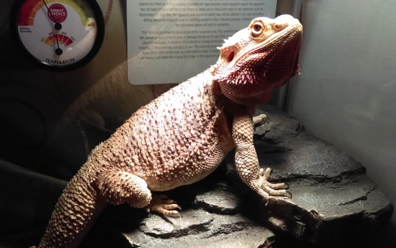 bearded dragon habitat setup
