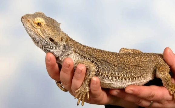 bearded dragon care