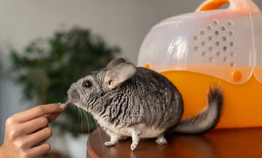 what small pets like to be handled