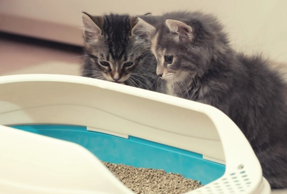train cat to use litter box