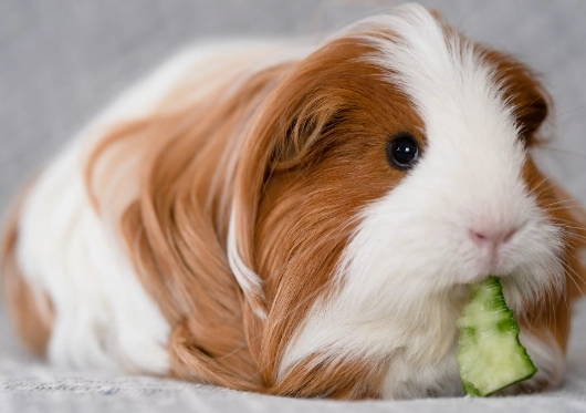 small pet care at home