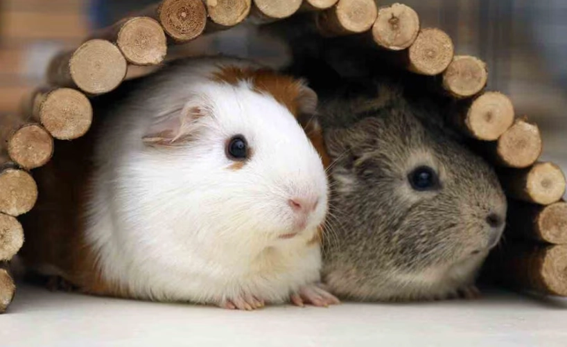 guinea pig care guide