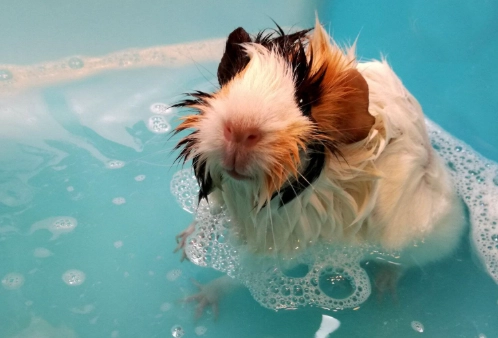 beginner pet care tips