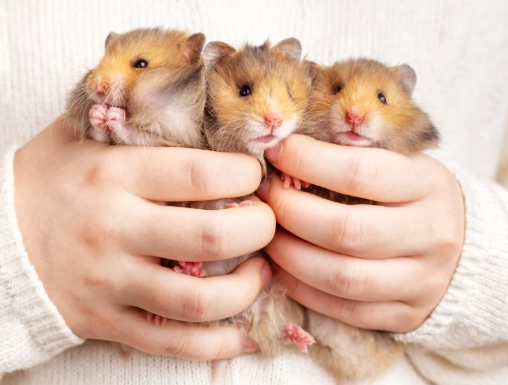 hamster guinea pig rabbit care