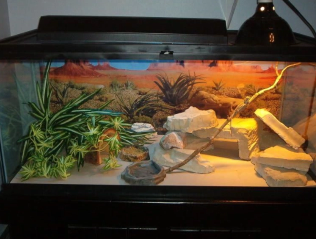 how to set up a reptile tank