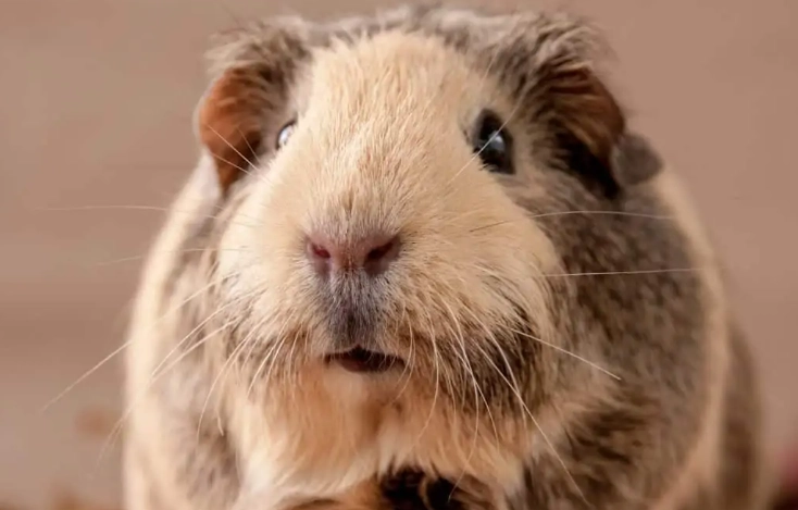 guinea pig care guide