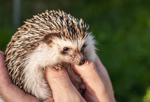 what small pets like to be handled