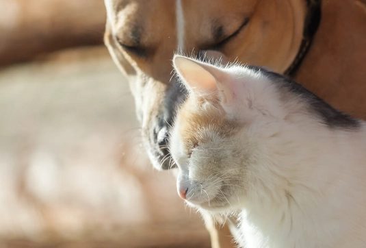 3-3-3 rule for kittens