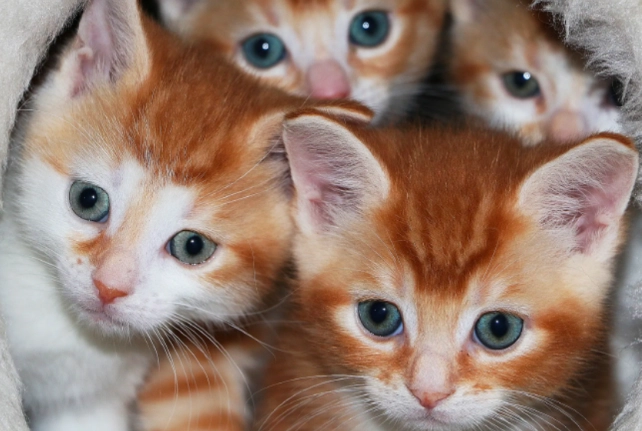 kitten do's and don'ts