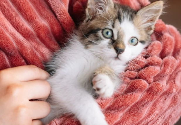 new kitten checklist