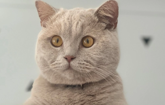 new kitten owner guide