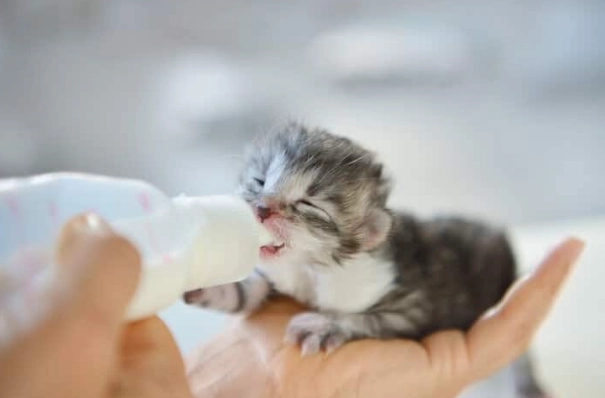 3 month old kitten feeding schedule