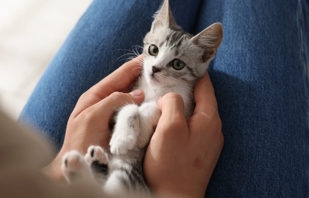 Kitten care basics for beginners