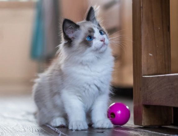 3 month old kitten feeding schedule