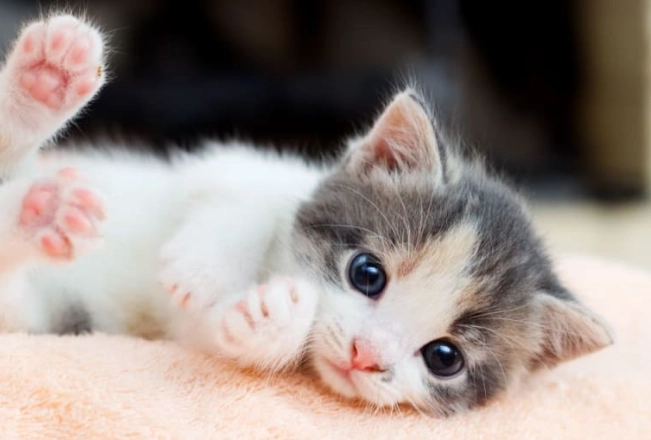 how to take care of a 3 month old kitten