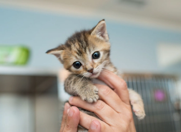 How to take care of a kitten 3 months old