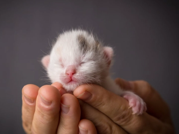 kitten care 3 months