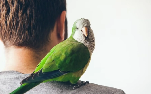 parrot speech training