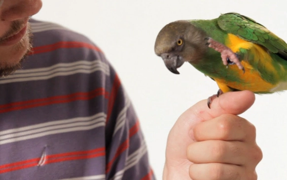 bird clicker training
