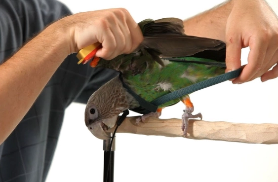 bird trick training