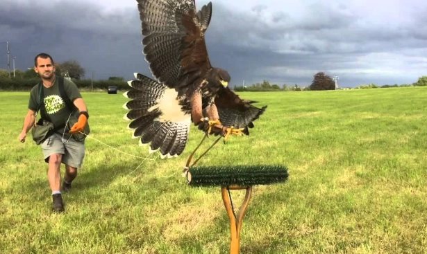 Bird training techniques for beginners