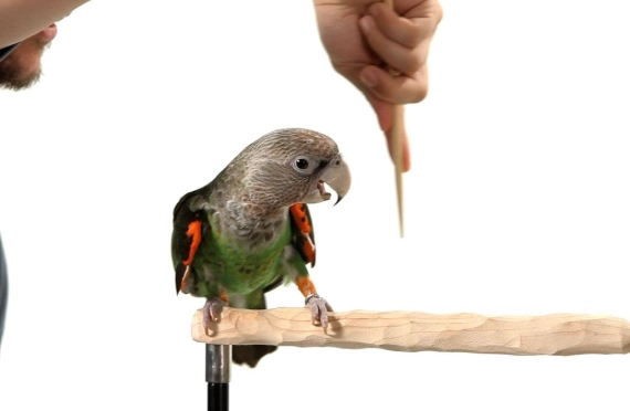 Bird training techniques at home