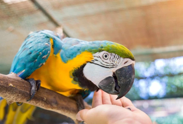 teach parrot to speak