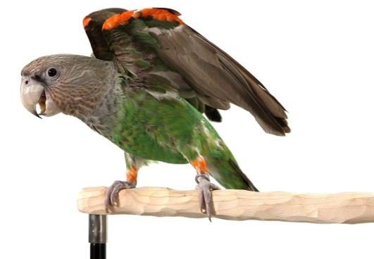 bird clicker training