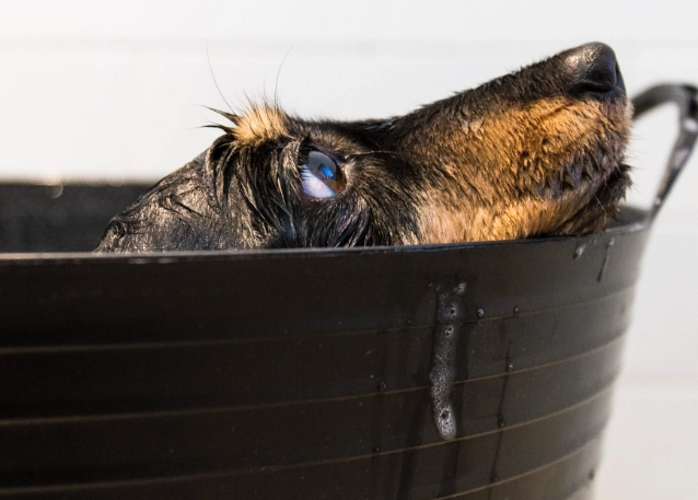 beginner birding guide