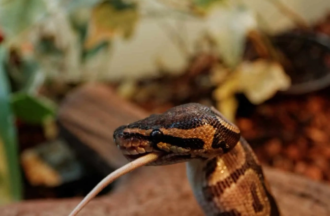 snake feeding schedule