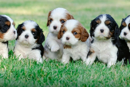 small dog breeds