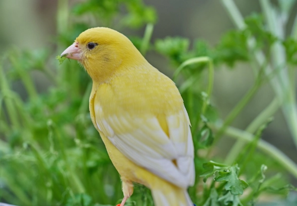 canary care