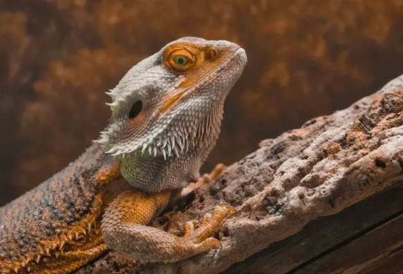 The Complete Guide to Bearded Dragon Health: From Setup to Senior Care