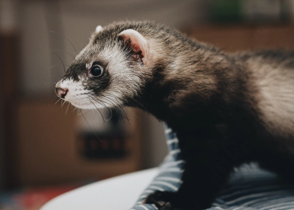 ferret diet