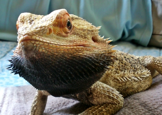 bearded dragon diseases