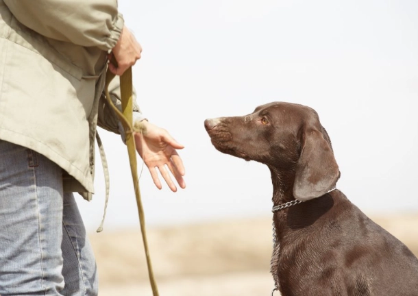 how to train a dog