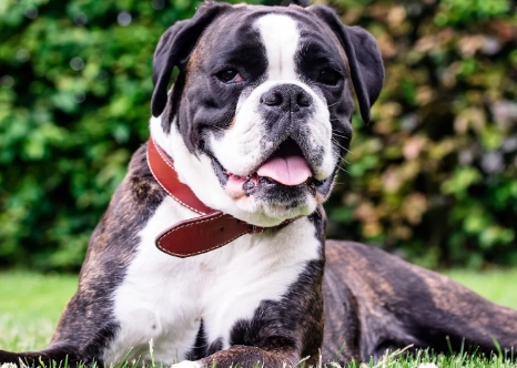 golden retriever vs labrador