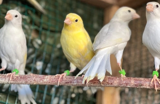 canary care