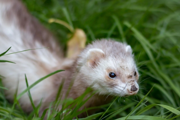 The Ultimate Ferret Care Guide: Habitat, Diet & Health Tips